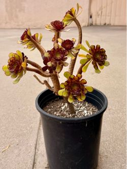 Aeonium Arboreum Atropurpureum Rose Succulent