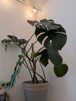 Monstera plant