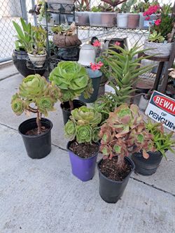1 gallon Succulent
