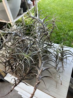 Air plants 35 dlrs everything