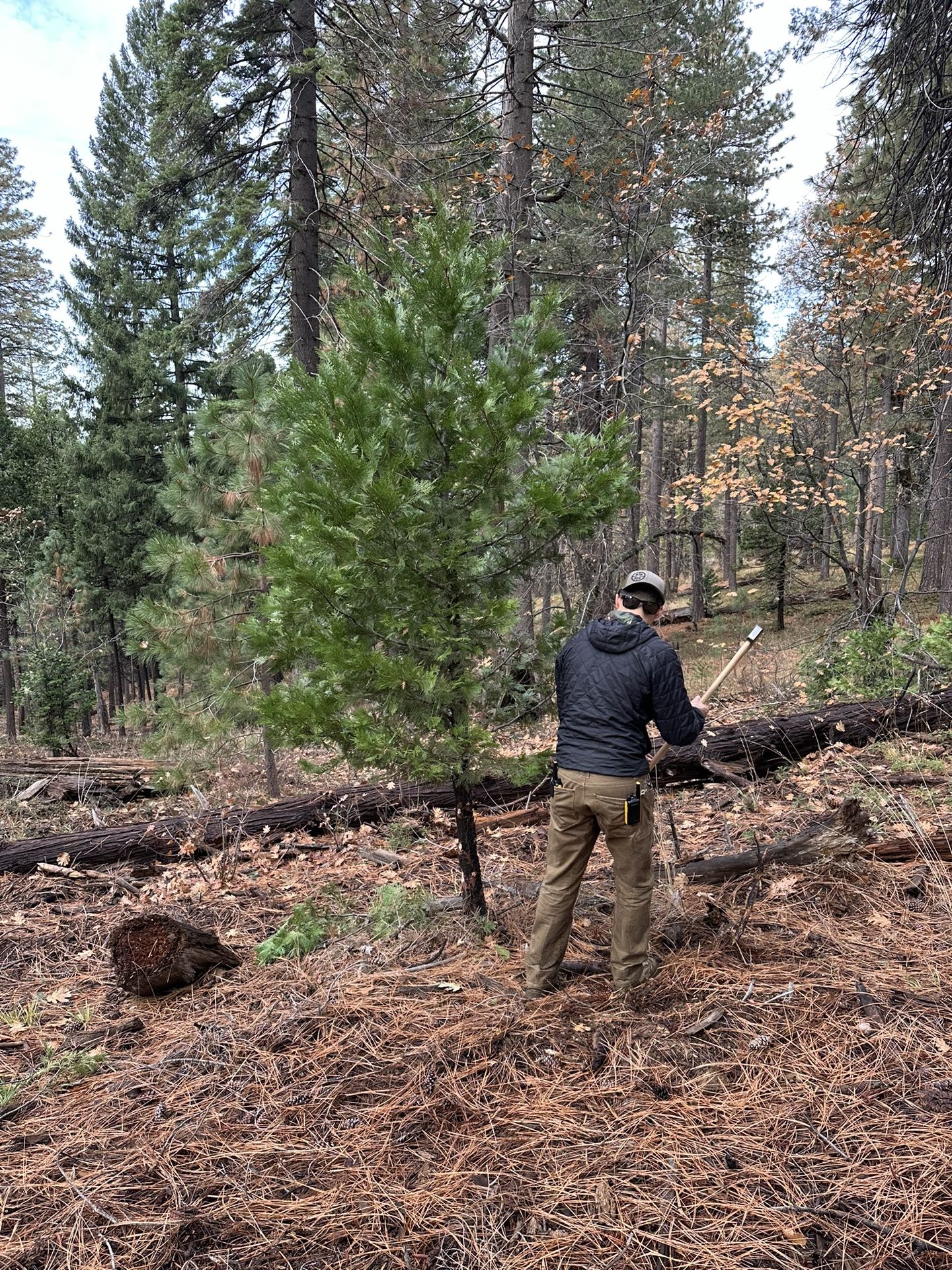 Fresh Douglas Fir Christmas Tree π π²