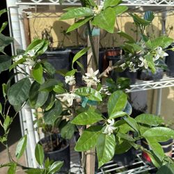 Ruby Red Grapefruit Trees 5F The Tall $60 Each Price Firme