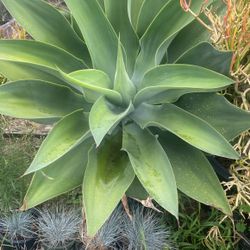 Foxtail Agave’s