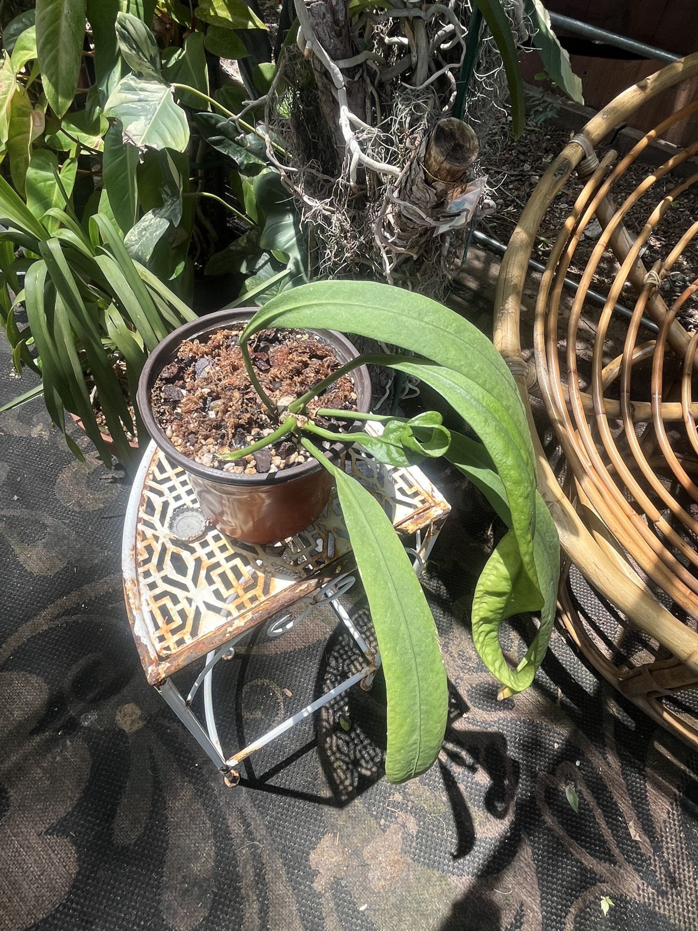 anthurium vittariifolium