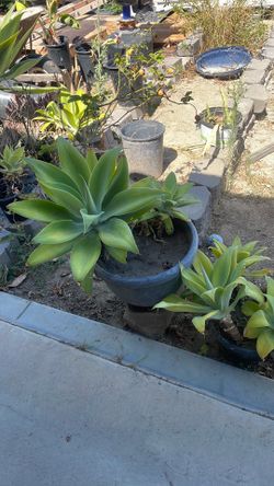Attenuata agaves, many different sizes