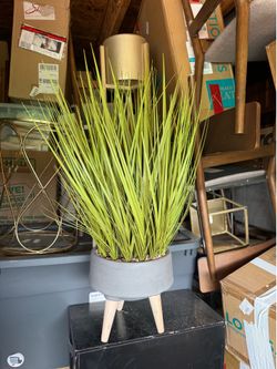 Set of house plants