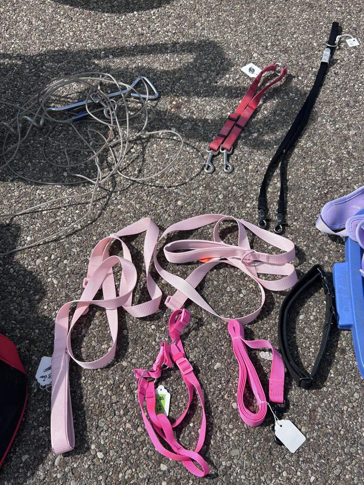 Dog Collar And Leashes And Harness
