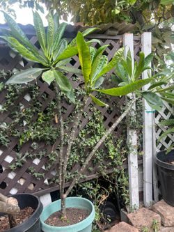 Large Potted Pink Plumeria Tree
