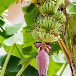Dwarf Banana Fully Grown Plant In 1 Gallon Pot
