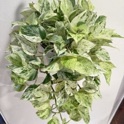 Houseplant Potho Snow Queen Super Full 6”Hanging Basket 