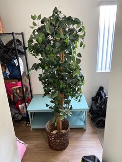 Silk ficus plat tree with wicker basket