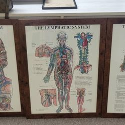 Lymphatic Drainage Pictures 3-piece Set