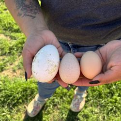 Eggs For Eating And More