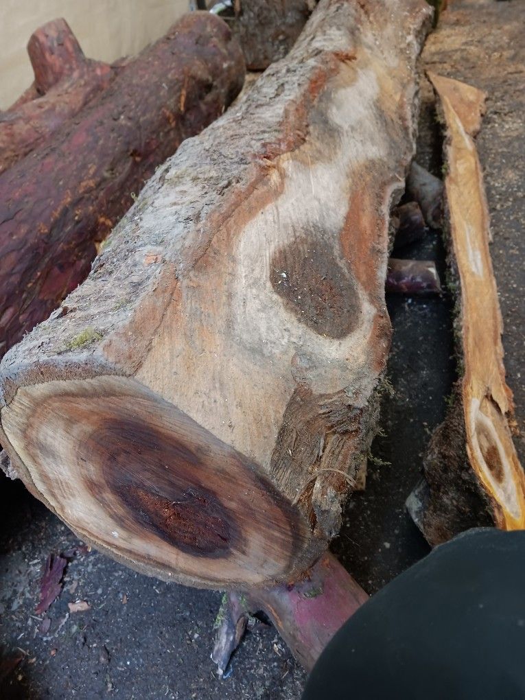 Osage Orange Log for Sale in Seattle, WA OfferUp