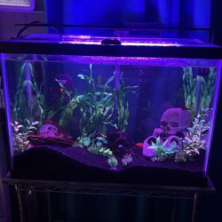 20 gallon high aquarium full set up