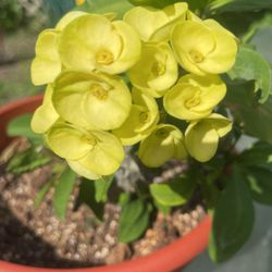 Corona De Cristo Flores Amarillo Grande