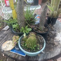 Catus