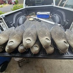Goose Decoys
