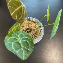 anthurium Fogettii Plant