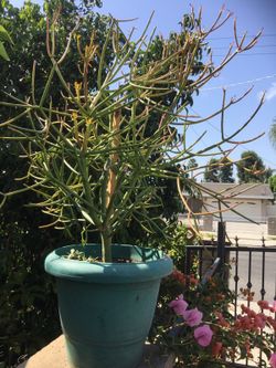 Firestick plant