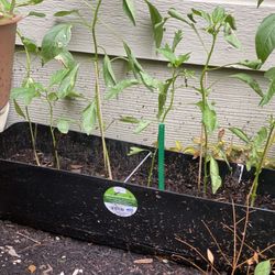 Green Chillie/jalapeño Plant With 24” Planter