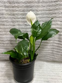 White Spathiphyllum Plant In 6 Inch Pot
