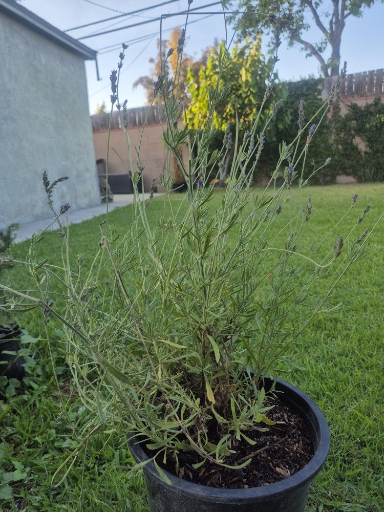 English Lavender