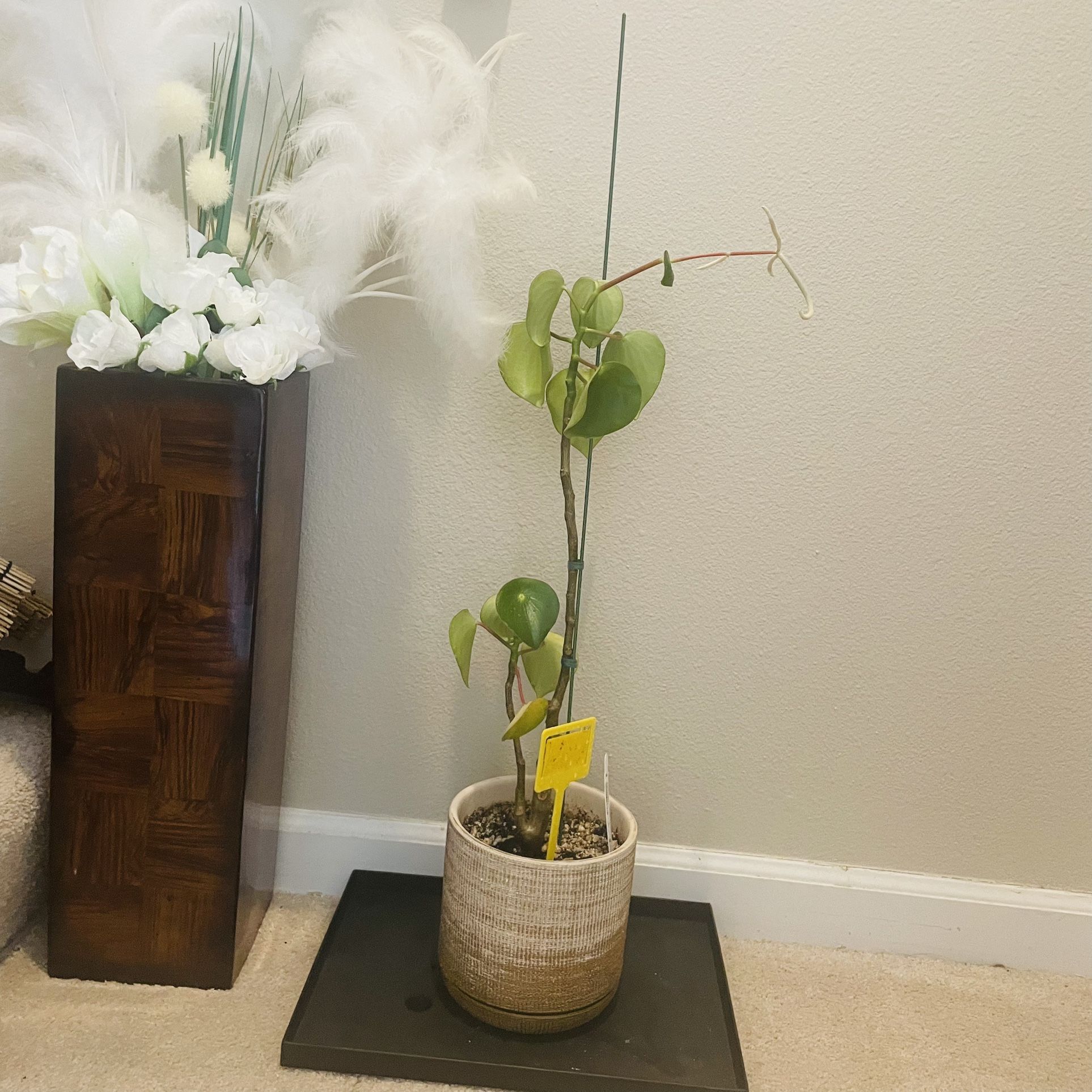 Raindrop Peperomia plant In 6inch Decorative Pot