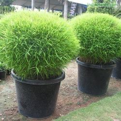 LIVE PLANT 2ft Pogonatherum paniceum Dwarf Bamboo Grass Mini Baby Panda Bamboo