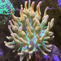 Fake Sunburst Anemone