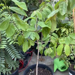 Guavana