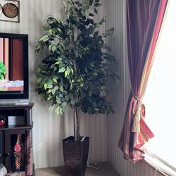 Household 7foot Indoor Tree