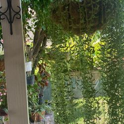 Plantas Colgantes