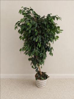 Tall Artificial Ficus Tree – Approx. 70" – Woven Basket