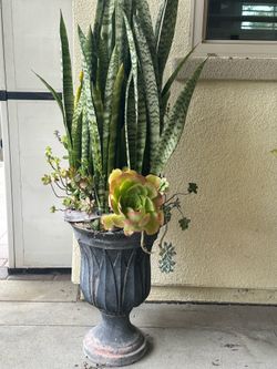 Snake plants with assorted succulents