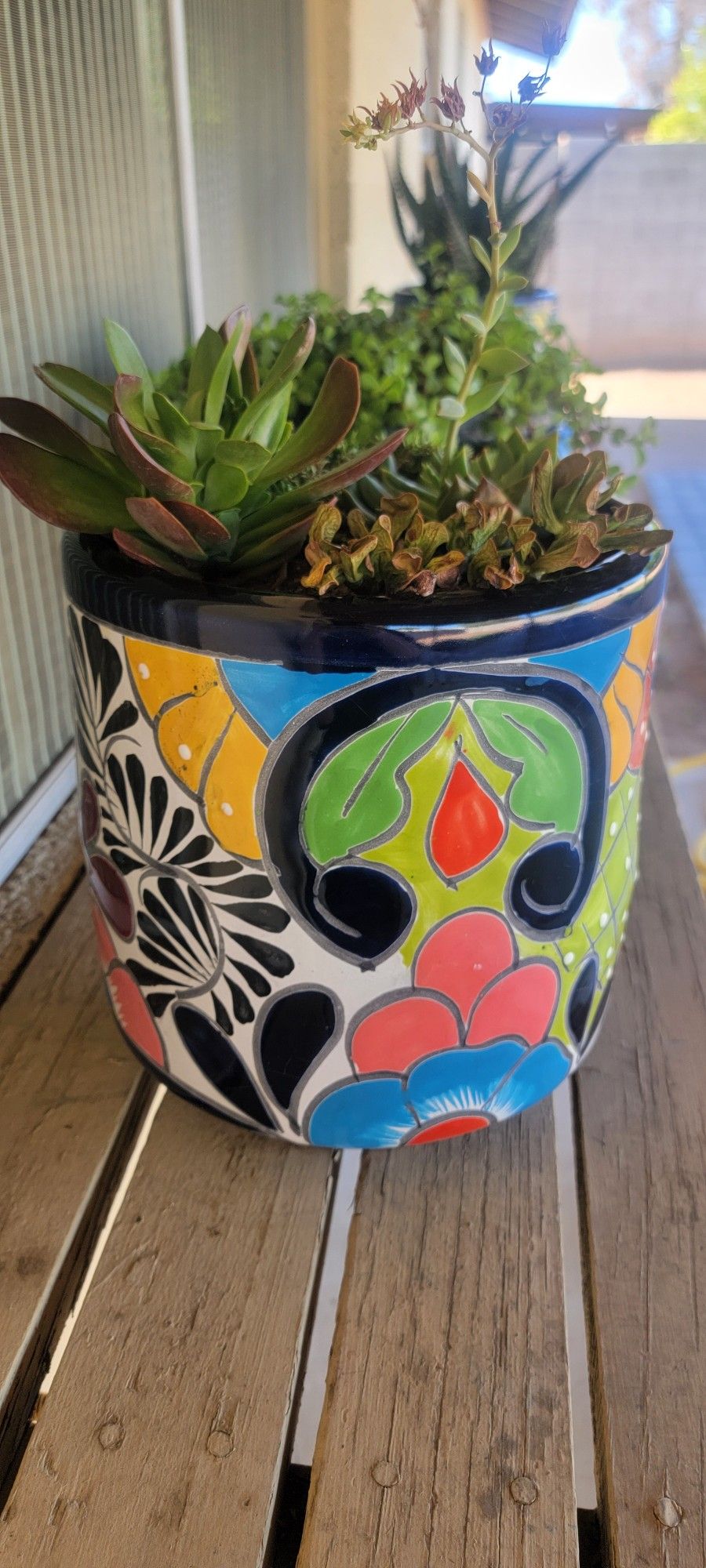 Ceramic Planter w/ Succulents