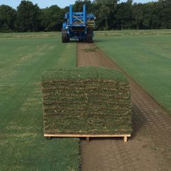 Sod Installation 
