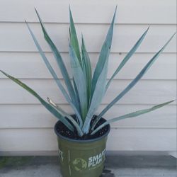 Agave Tequilana Plant 🪴 
