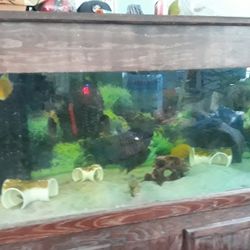 220 Gallon Aquarium With Stand