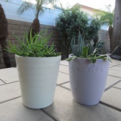 Set Of Light Purple & White Print Garden Pots With Succulents 