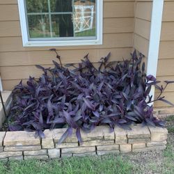 Beautiful Wandering Jew Plant Clippings – Perfect for Propagation & Green Thumbs! 
