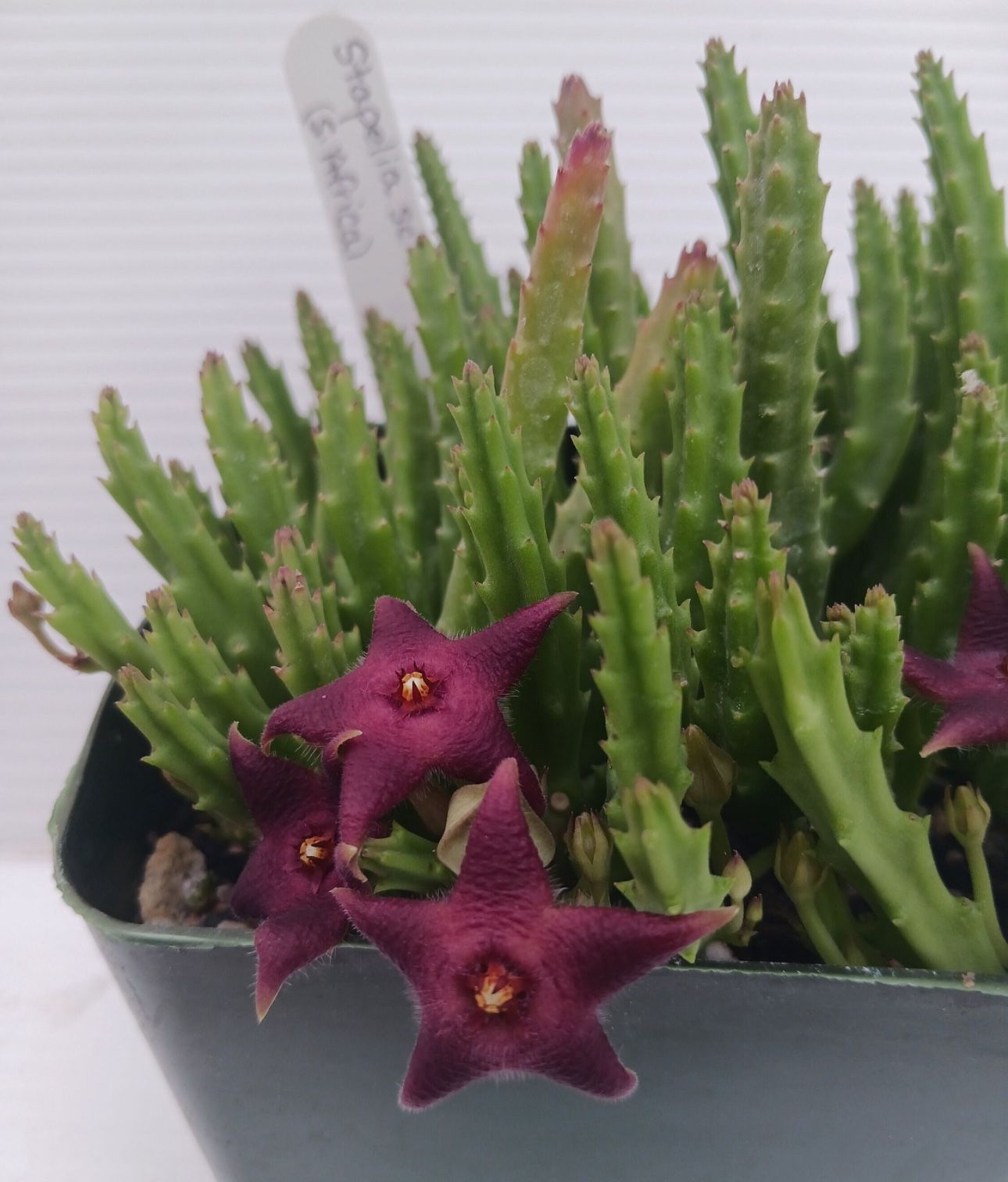 Stapelia Scitula Plants 🪴🌺