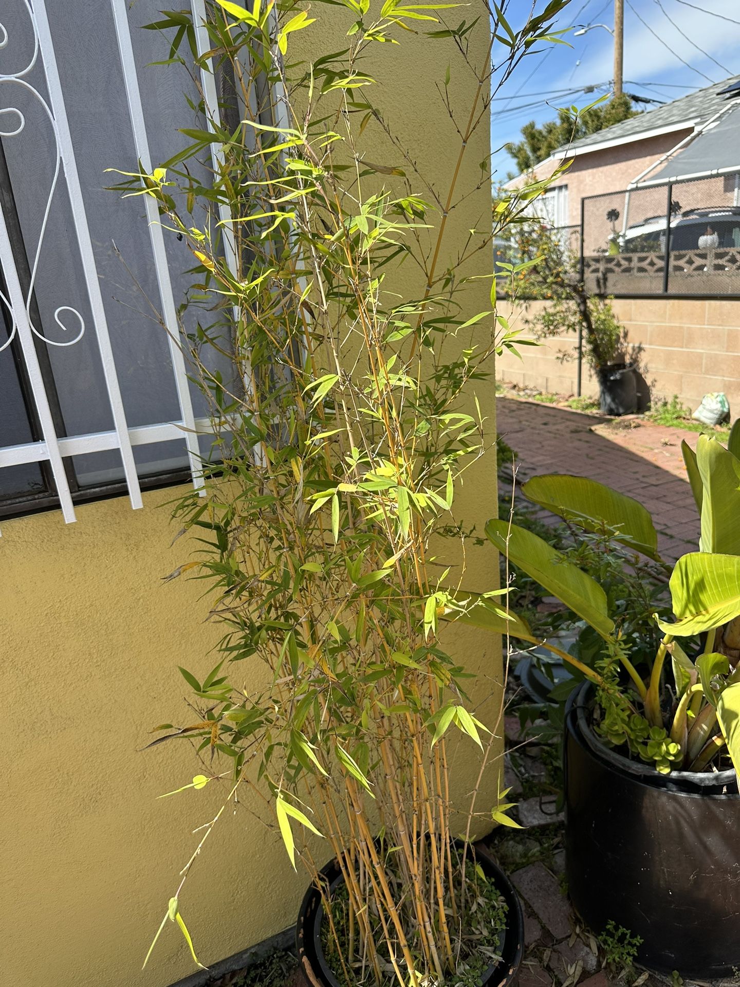 Bamboo Plants