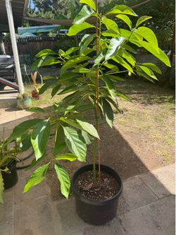 Large avocado in 10 gallon pot