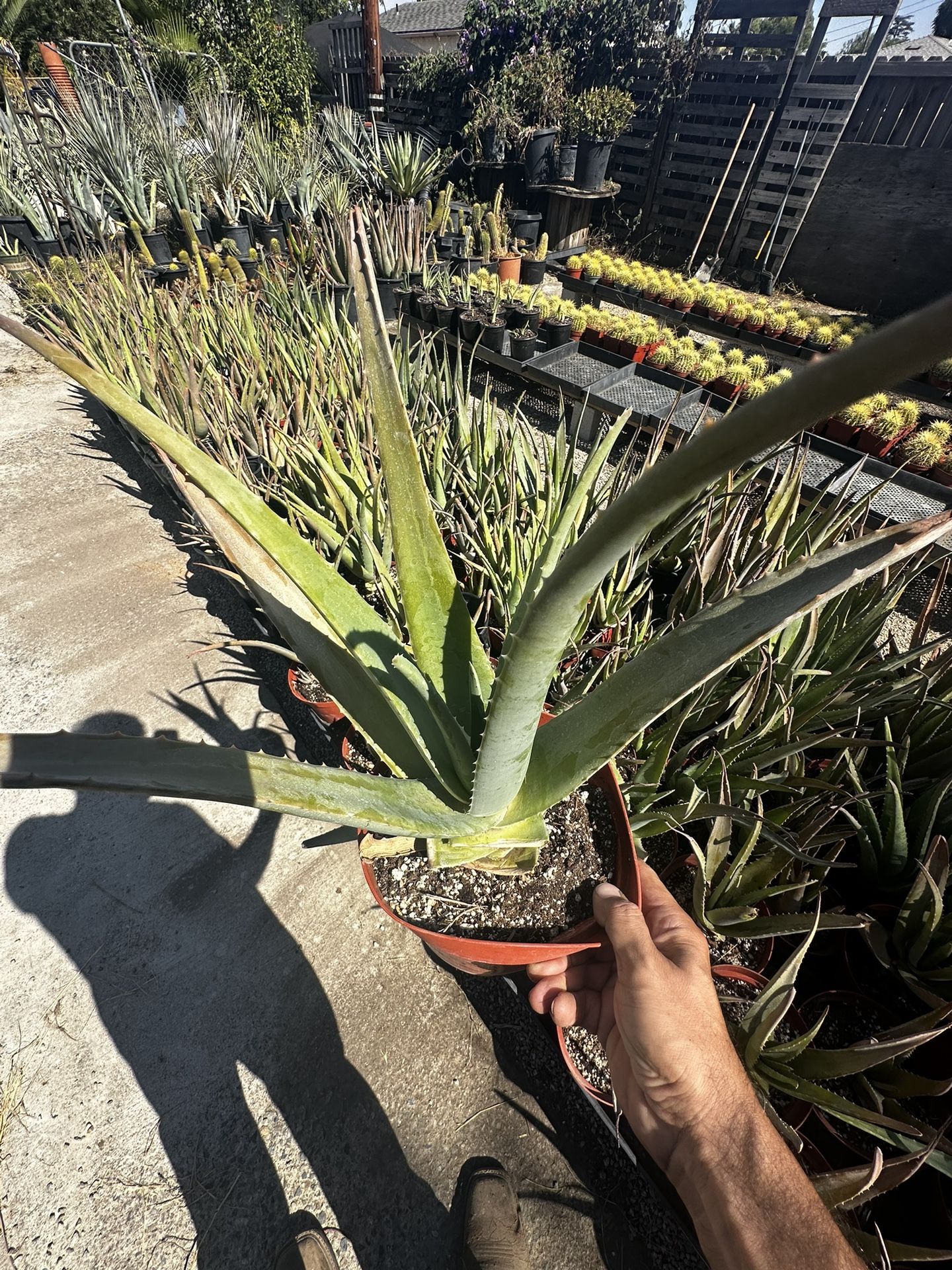 Aloe Vera (savila)