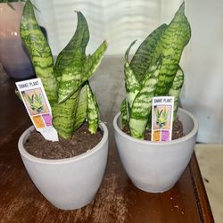Snake Plant With Vase