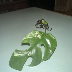 Variegated Raphodora Tetrasperma (Mini Monstera)