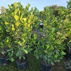 Clusias 6 Feet Tall Instant Primary Hedge For Fence Green Full