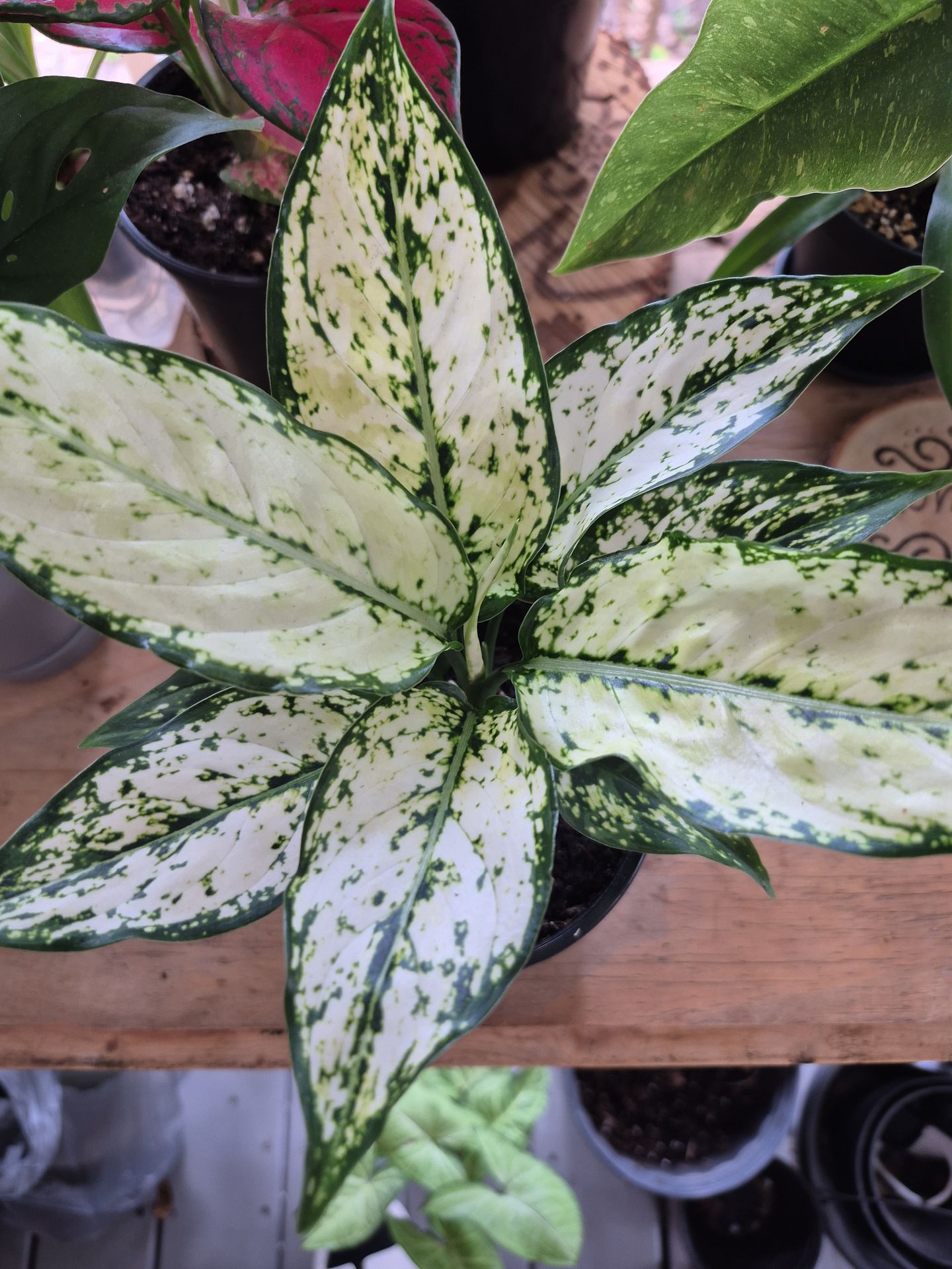 Snow White Aglaonema Chinese Evergreen plant