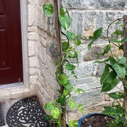 Big Golden Pothos Plant 
